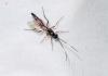 Cryptinae inconnu